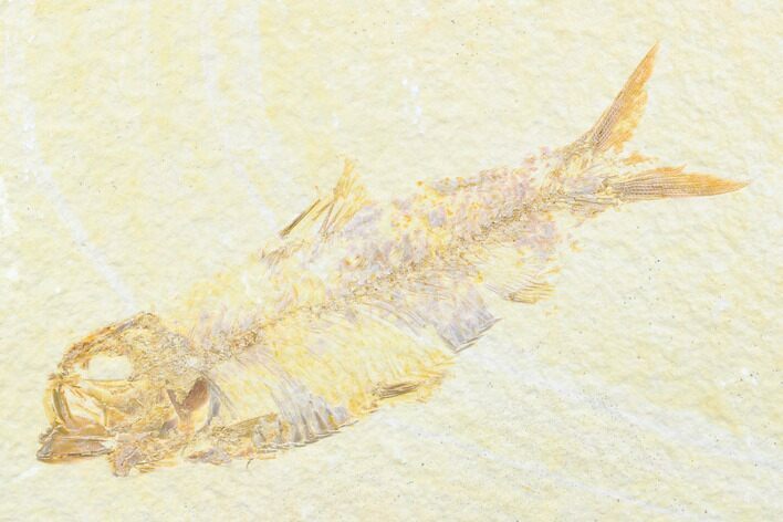 Detailed Fossil Fish (Knightia) - Wyoming #176395